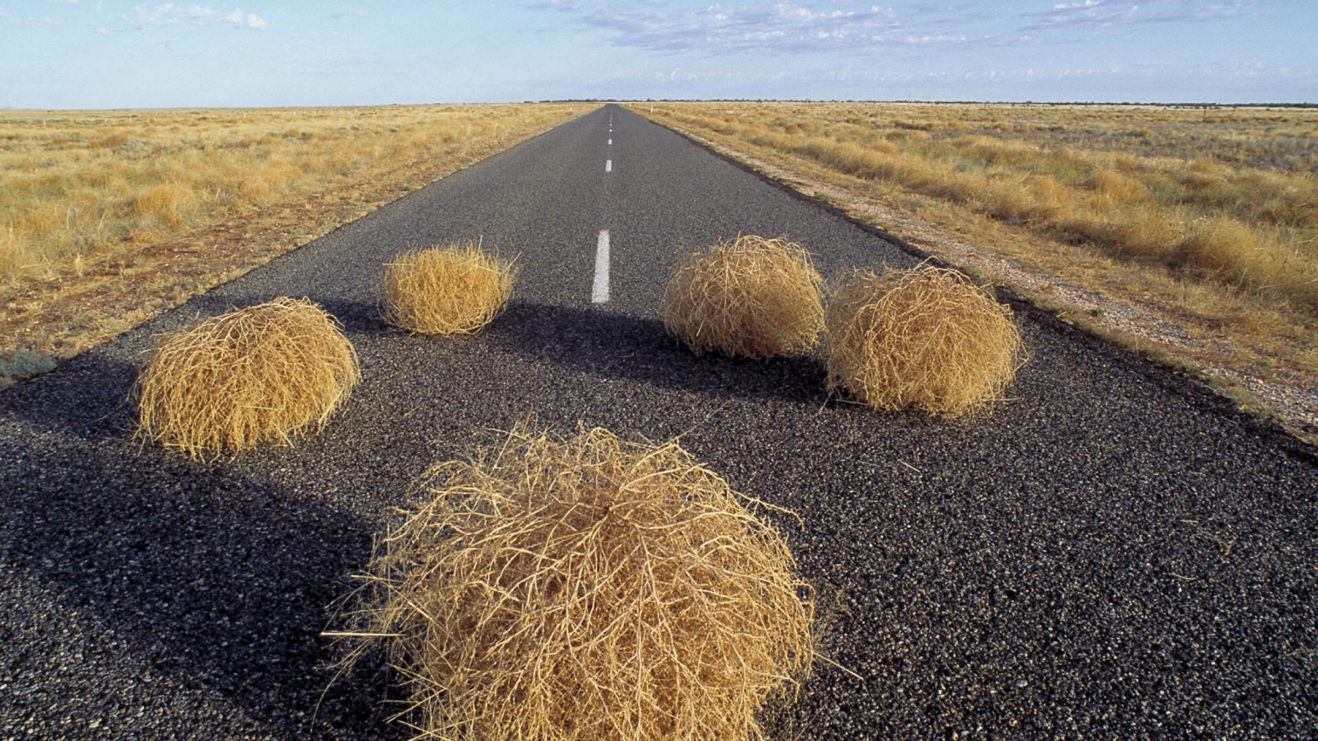 TUMBLEWEED – See them tumbling down, pledging their love to the ground;  lonely but free I'll be found, drifting along with the tumbling tumbleweeds.